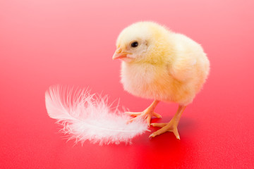 Little newborn yellow chicken with white feather on red