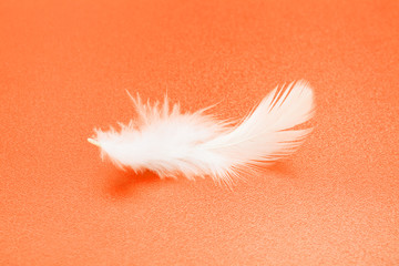 White feather on orange