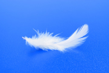 Obraz premium White feather on blue