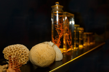 Naklejka premium The collection of corals in a museum