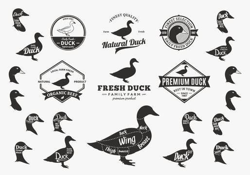 Vector Duck Logo, Icons, Charts and Design Elements