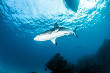 Caribbean reef shark