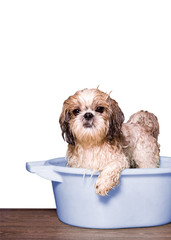 dog wash in a basin