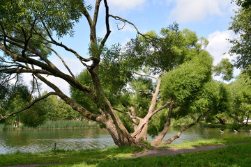 The sprawling willow grows on the bank of a pond. Summer landsca