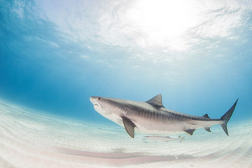 Obraz premium Tiger shark
