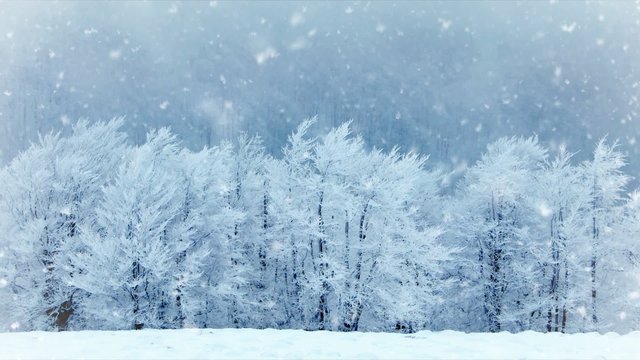 Winter trees in the park. Real falling snow. Slow motion