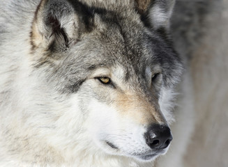 portrait d un loup