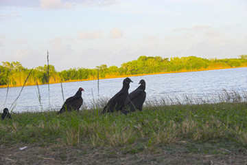 Vultures
