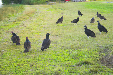 Vultures
