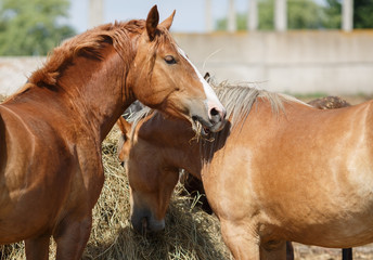 Obraz premium Horses eat hay. Two light brown horse eating straw. Selective focus.