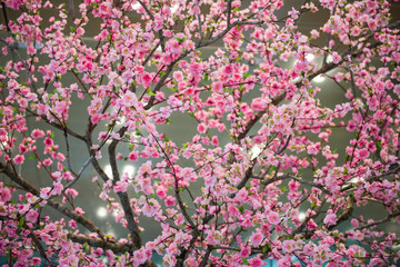 Obraz na płótnie Canvas Cherry blossom flower