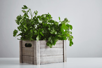 Wooden box parsley cilantro isolated on white table