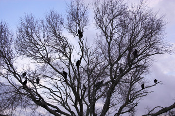 Vultures and tree