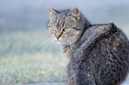 Sitting cat