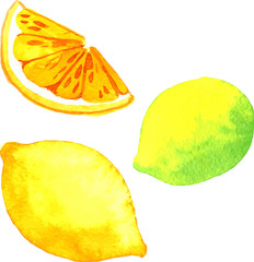 watercolor citrus fruits