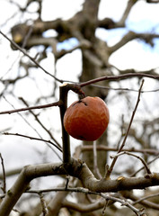 Forgotten to harvest  and rotten apple