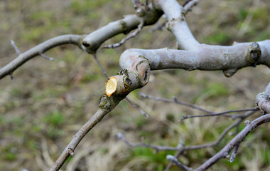 Fr4esh pruned apple tree