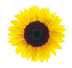 Fototapeta premium Sonnenblume vor weißem Hintergrund