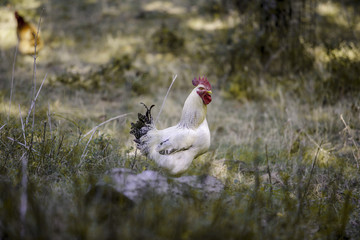 Freilaufender Hahn auf Bauernhof