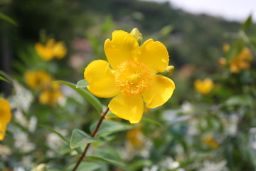 Hypericum Hidcote Gold