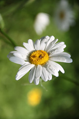 chamomile blossoms