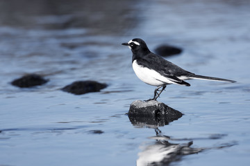 Japanese Wagtail
