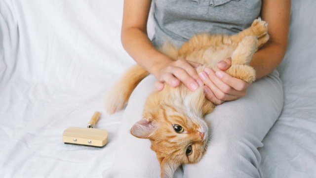 The Woman Combs A Dozing Cat's Fur. Ginger Cat Lies On Woman Legs.