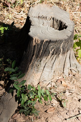 The rings of the tree.