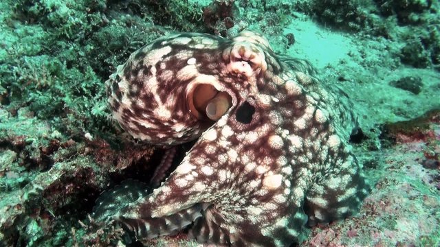 Giant octopus, master of camouflage