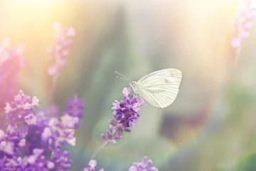 Photo sur Plexiglas Papillon Beau papillon sur la belle fleur de lavande - nature étonnante et belle