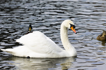 Naklejka premium beautiful white swan swim in the lake