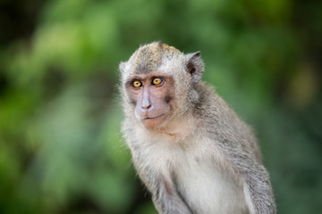 Naklejka na ściany i meble Sitting macaque monkey