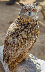 hibou, grand duc d'Europe 