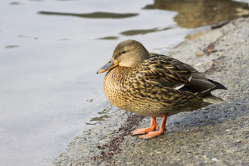 Mallard duck
