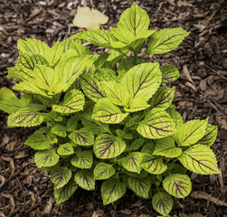 A close up of a light green and purple plant in a garden landscape.