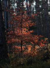 Foto auf Alu-Dibond beukenboom in herfstkleuren © www.kiranphoto.nl