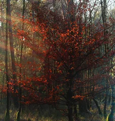 Foto auf Alu-Dibond beukenboom in herfstkleuren © www.kiranphoto.nl