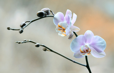 Obraz premium Orchidea