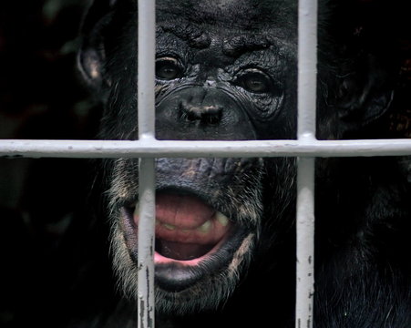 Szympans w zoo