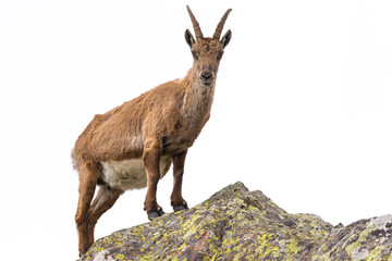Ibex perched on rock isolated on white background