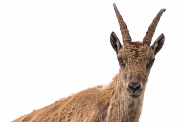 Ibex looking at camera isolated on white background