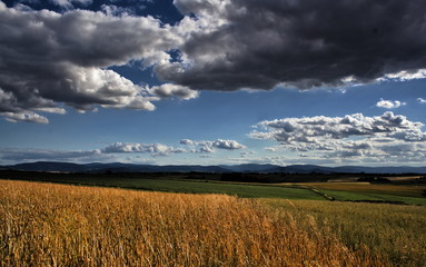 Pole zboża © nieogolony