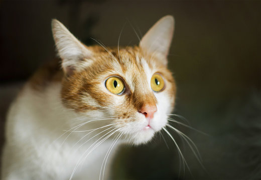 Frightened ginger domestic cat with big yellow eyes, cat face