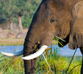 Portrait of the elephant close-up. Zambia. Lower Zambezi National Park. An excellent illustration.