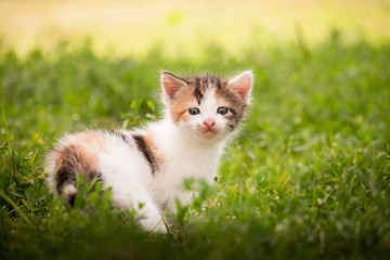 Obraz na płótnie Canvas Котёнок, трёхцветный котёнок