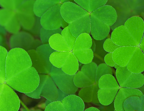 green background with three-leaved shamrocks. St.Patrick's day holiday symbol. Shallow depth of field, focus on central  leaf.