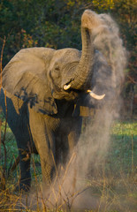 Obraz premium Wild Elephant throws the dust. Zambia. South Luangwa National Park. An excellent illustration.