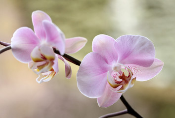 Fototapeta na wymiar Orchidea