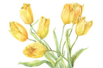 watercolor flowers tulips separately - 102736266
