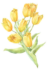 watercolor flowers tulips separately - 102736283